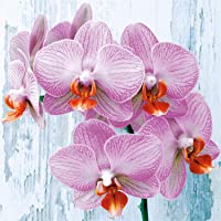 Nouveau Phalaneopsis - Servilletas de Papel- Multicolor- 33 x 33 cm
